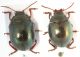 Chrysolina confronto14.JPG