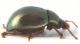 Chrysolina laterale15.JPG