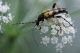 Rutpela-maculata.jpg