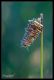 IMG_1010__LR.jpg