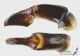 Scarabaeus_laticollis_g.jpg