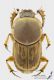 Euoniticellus_fulvus_m_s.jpg