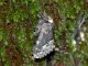 Livata_2-XI-2010_OL034.JPG