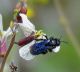 60---04-05-2010 Xylocopa violacea.jpg