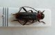 Pronocera-angusta-(2)_ok.jpg