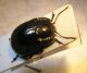 Chrysolina - Gomera.jpg
