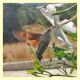 Macroglossum_stellatarum.JPG