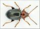 Neocrepidodera.jpg