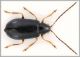 Luperus Palù.jpg