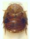 Blattodea.Marocco.jpg