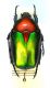 cuprea ignicollis.01.jpg