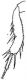 Tibia pos Heterogamodes ursina.jpg