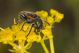 Trichodes_ammios_02_s.jpg