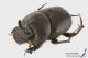 Onthophagus_kindermanni_ls_C01161.jpg