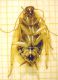 ectobius female ventrale.jpg