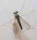 Sciapus pallens2.jpg