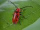 Tetraophs tetraophtalmus1..jpg