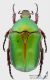 Protaetia_cuprea_s_C01197.jpg