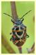 eurydema ornata...JPG