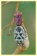 eurydema ornata.JPG