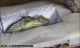 Allev_P_brassicae_2206.jpg