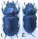 Dorcus NW Syria.jpg