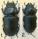Dorcus NW Syria.jpg