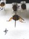 diptera lama bianca.jpg