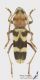Chlorophorus_trifasciatus_s_C01201.jpg