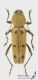 Chlorophorus_glabromaculatus_s_C01220.jpg