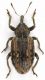 Hypera_Roma_Parco_Aniene_4-XI-2010_6,7mm.jpg