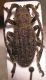 Cerambycidae - Serengeti.jpg
