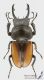 Neolucanus_delicatus_s.jpg