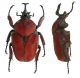 Fornasinius russus (Budongo Forest - Uganda).jpg