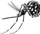Aedes dettaglio.jpg