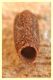 larva.JPG