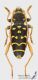 Plagionotus_arcuatus_s_C01241.jpg