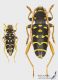 Plagionotus_arcuatus_bs.jpg