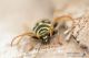 Plagionotus_arcuatus_IMG_8096.jpg
