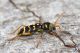 Plagionotus_arcuatus_IMG_8081.jpg