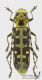 Saperda_scalaris_s_C01232.jpg