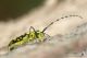 Saperda_scalaris_IMG_8109.jpg
