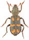 flavocinctus.jpg