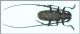 Monochamus.jpg