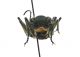 Cicindela silvicola 02 elab01.jpg