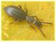 Stenosis sp..JPG