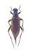 Anastrangalia sanguinolenta_femmina.jpg