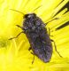 Anthaxia rugicollis_2043.jpg