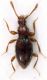Scydmaeninae_Monte_Scalambra_1000m_18-X-2010_1,3mm.jpg