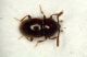 z Scydmenide 1b Vizzano.JPG